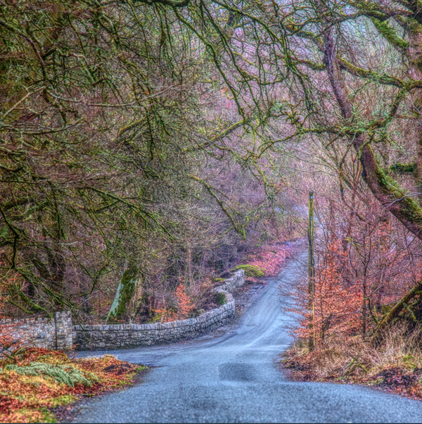 Timeless Tranquility Tree-Lined Country Road and Rustic Stone Wall