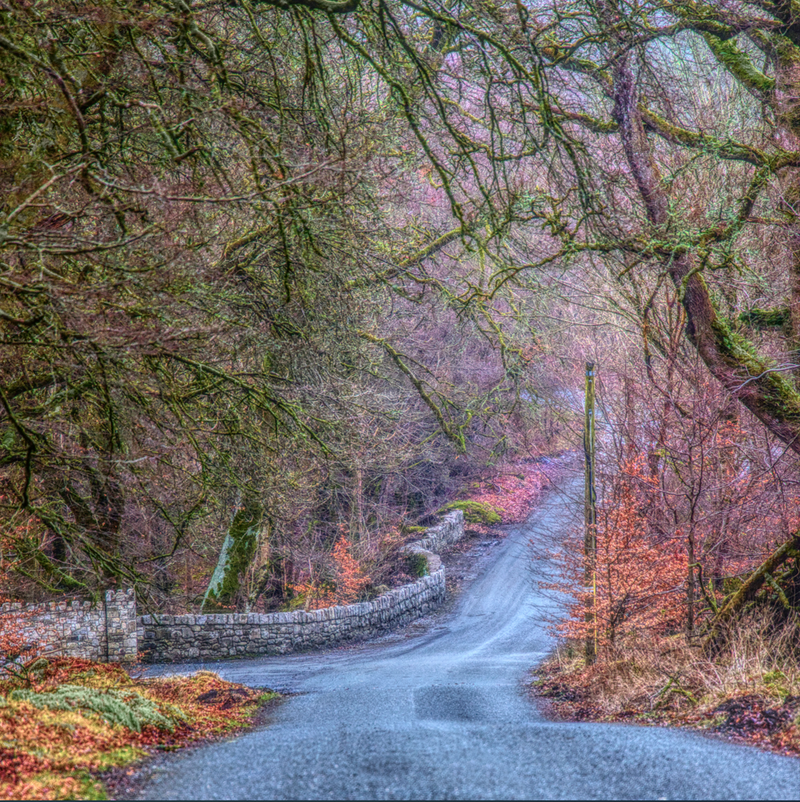 Timeless Tranquility Tree-Lined Country Road and Rustic Stone Wall