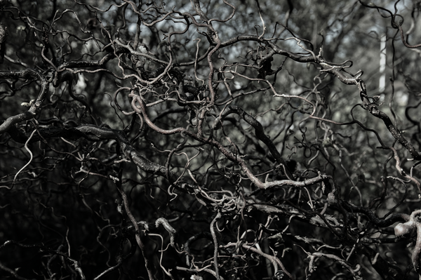 Twisted Elegance The Intricate Beauty of Naraly Branches
